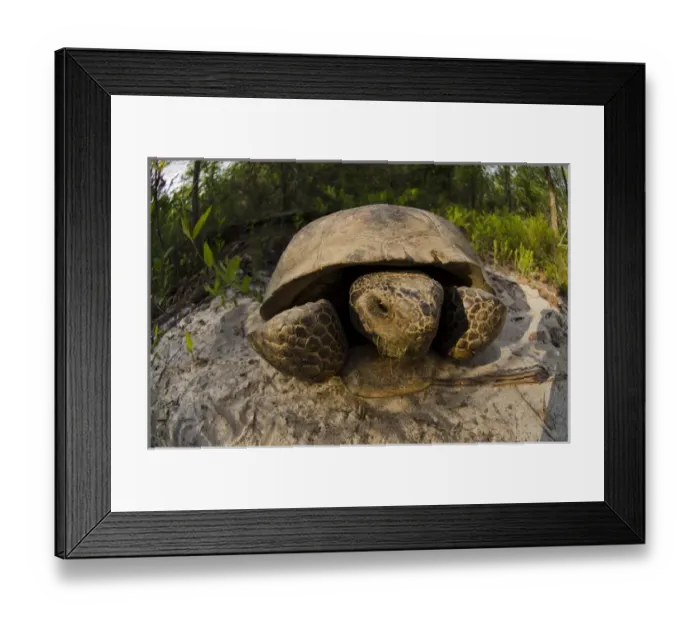 Framed Print : Gopher Tortoise (Gopherus polyphemus) Female MANIPULATED The Orianne Indigo Framed Print : Gopher Tortoise (Gopherus polyphemus) Female MANIPULATED The Orianne Indigo