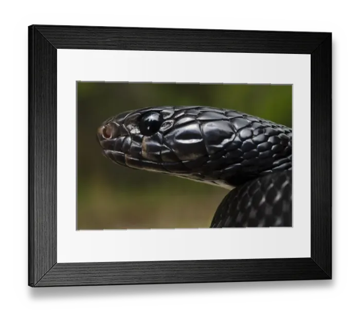 Framed Print : Eastern Indigo Snake (Drymarchon couperi) Juvenile CAPTIVE The Orianne Indigo Framed Print : Eastern Indigo Snake (Drymarchon couperi) Juvenile CAPTIVE The Orianne Indigo