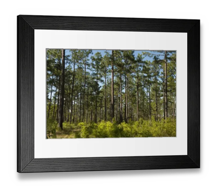 Framed Print : Longleaf Pine Forest (Pinus palustris) Once dominated the southern landscape