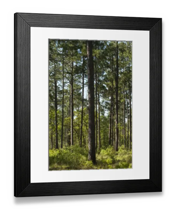 Framed Print : Longleaf Pine Forest (Pinus palustris) Once dominated the southern landscape Framed Print : Longleaf Pine Forest (Pinus palustris) Once dominated the southern landscape