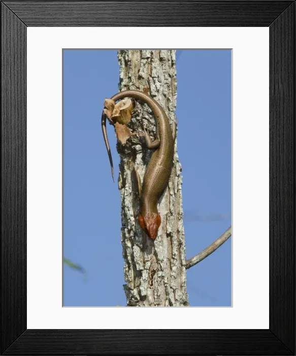 Framed Print : Broadhead Skink (Eumeces laticeps) Male The Orianne Indigo Snake Preserve Framed Print : Broadhead Skink (Eumeces laticeps) Male The Orianne Indigo Snake Preserve