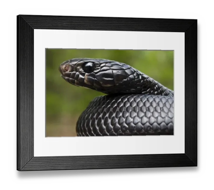 Framed Print : Eastern Indigo Snake (Drymarchon couperi) Juvenile CAPTIVE The Orianne Indigo