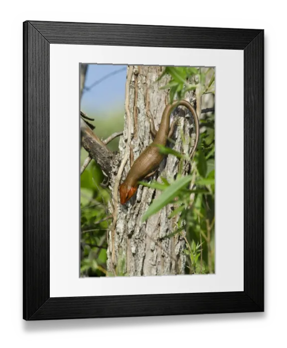 Framed Print : Broadhead Skink (Eumeces laticeps) Male The Orianne Indigo Snake Preserve Framed Print : Broadhead Skink (Eumeces laticeps) Male The Orianne Indigo Snake Preserve