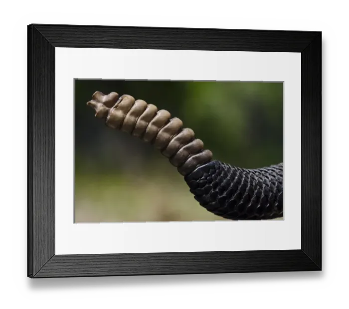 Framed Print : Eastern Diamondback Rattlesnake Rattle(Crotalus adamanteus) CAPTIVE Framed Print : Eastern Diamondback Rattlesnake Rattle(Crotalus adamanteus) CAPTIVE