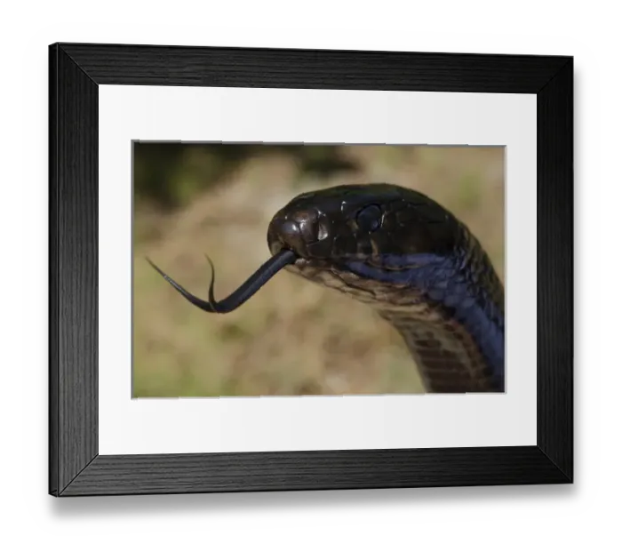Framed Print : Eastern Indigo Snake (Drymarchon couperi) CAPTIVE The Orianne Indigo Snake Preserve Framed Print : Eastern Indigo Snake (Drymarchon couperi) CAPTIVE The Orianne Indigo Snake Preserve