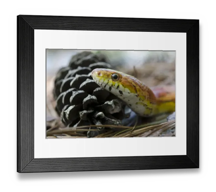Framed Print : Corn Snake (Elaphe guttata) CAPTIVE The Orianne Indigo Snake Preserve