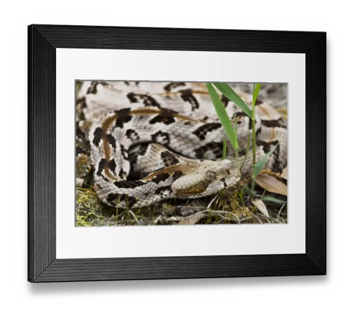 Framed Print : Canebrake or Timber Rattlesnake (Crotalus horridus) Juvenile CAPTIVE Framed Print : Canebrake or Timber Rattlesnake (Crotalus horridus) Juvenile CAPTIVE
