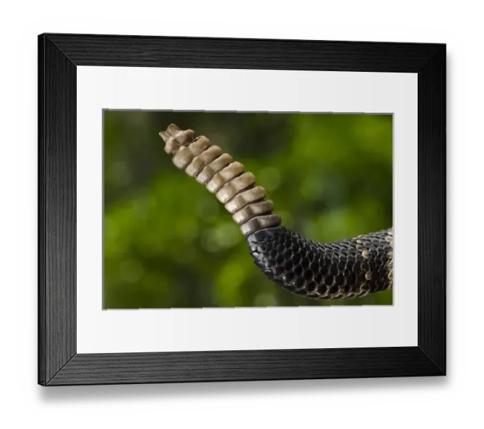 Framed Print : Eastern Diamondback Rattlesnake Rattle(Crotalus adamanteus) CAPTIVE Framed Print : Eastern Diamondback Rattlesnake Rattle(Crotalus adamanteus) CAPTIVE
