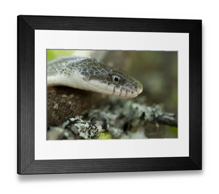 Framed Print : Yellow Rat Snake (Elaphe obsoleta quadrivittata ) CAPTIVE The Orianne Indigo Framed Print : Yellow Rat Snake (Elaphe obsoleta quadrivittata ) CAPTIVE The Orianne Indigo