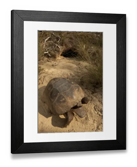 Framed Print : Gopher Tortoise (Gopherus polyphemus) Male at burrow The Orianne Indigo Snake Preserve Framed Print : Gopher Tortoise (Gopherus polyphemus) Male at burrow The Orianne Indigo Snake Preserve