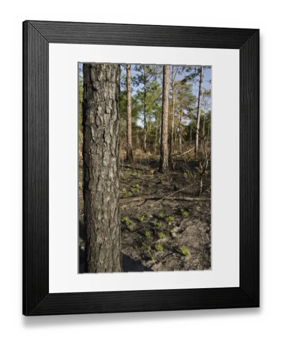 Framed Print : Longleaf Pine Forest (Pinus palustris) after prescribed burn Once dominated