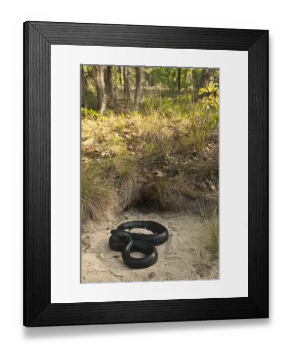 Framed Print : Eastern Indigo Snake (Drymarchon couperi) at Gopher Tortoise burrow CAPTIVE