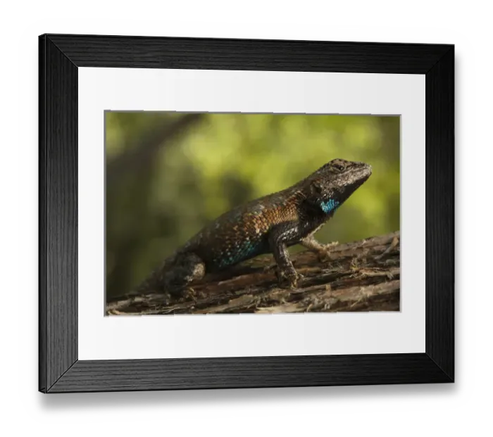 Framed Print : Eastern Fence Lizard (Sceloporus undulatus) The Orianne Indigo Snake Preserve