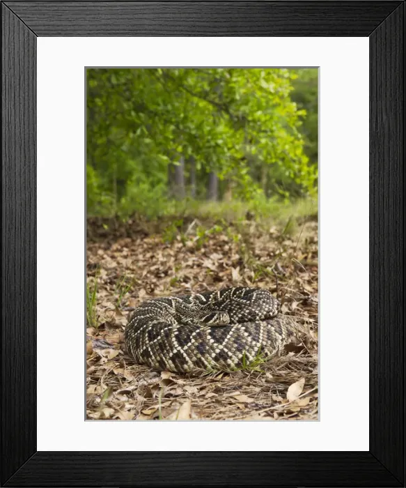 Framed Print : Eastern Diamondback Rattlesnake (Crotalus adamanteus) CAPTIVE The Orianne Indigo Framed Print : Eastern Diamondback Rattlesnake (Crotalus adamanteus) CAPTIVE The Orianne Indigo