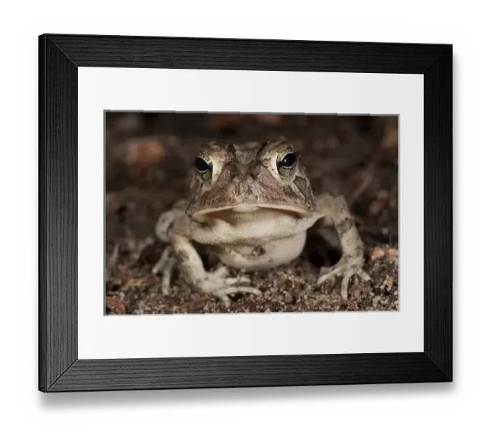 Framed Print : Southern Toad (Anaxyrus terrestris) Manipulated The Orianne Indigo Snake Preserve Framed Print : Southern Toad (Anaxyrus terrestris) Manipulated The Orianne Indigo Snake Preserve
