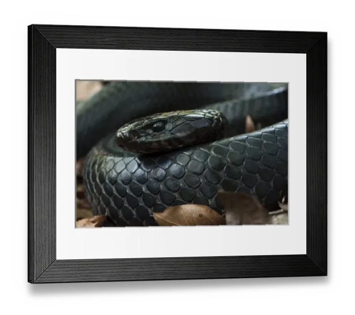 Framed Print : Eastern Indigo Snake (Drymarchon couperi) CAPTIVE The Orianne Indigo Snake Preserve
