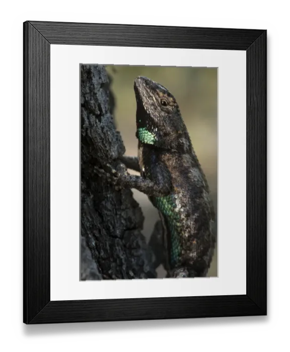 Framed Print : Eastern Fence Lizard (Sceloporus undulatus) The Orianne Indigo Snake Preserve Framed Print : Eastern Fence Lizard (Sceloporus undulatus) The Orianne Indigo Snake Preserve