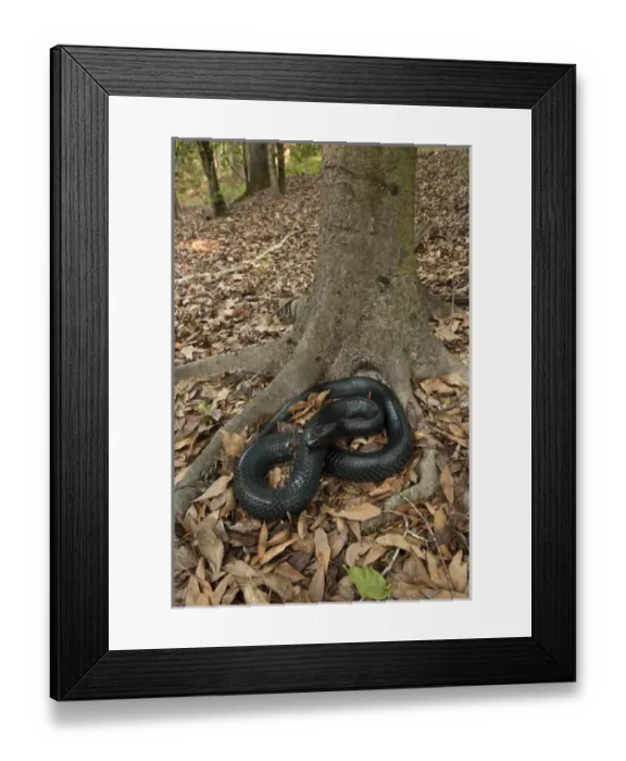 Framed Print : Eastern Indigo Snake (Drymarchon couperi) CAPTIVE The Orianne Indigo Snake Preserve Framed Print : Eastern Indigo Snake (Drymarchon couperi) CAPTIVE The Orianne Indigo Snake Preserve