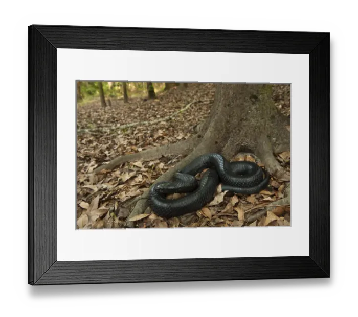 Framed Print : Eastern Indigo Snake (Drymarchon couperi) CAPTIVE The Orianne Indigo Snake Preserve
