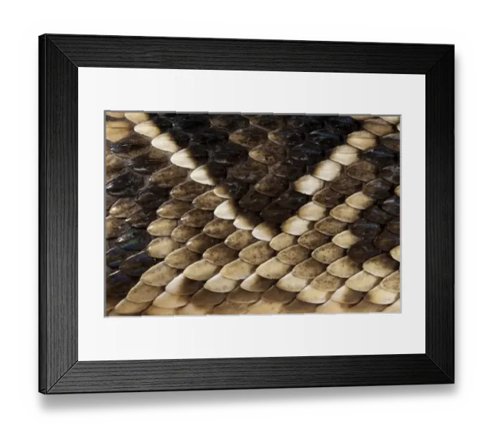Framed Print : Eastern Diamondback Rattlesnake (Crotalus adamanteus) Body Detail CAPTIVE
