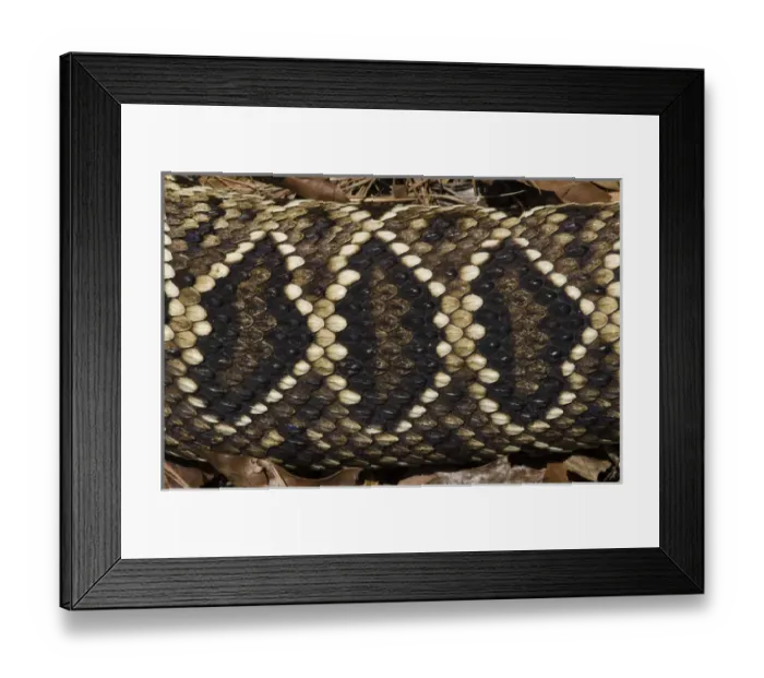Framed Print : Eastern Diamondback Rattlesnake (Crotalus adamanteus) Body Detail CAPTIVE Framed Print : Eastern Diamondback Rattlesnake (Crotalus adamanteus) Body Detail CAPTIVE