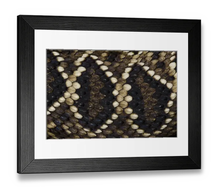 Framed Print : Eastern Diamondback Rattlesnake (Crotalus adamanteus) Body Detail CAPTIVE Framed Print : Eastern Diamondback Rattlesnake (Crotalus adamanteus) Body Detail CAPTIVE