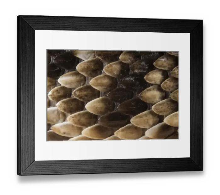 Framed Print : Keeled Scale Detail Eastern Diamondback Rattlesnake (Crotalus adamanteus)