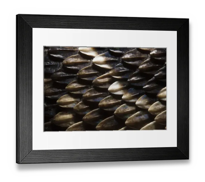 Framed Print : Keeled Scale Detail Eastern Diamondback Rattlesnake (Crotalus adamanteus)