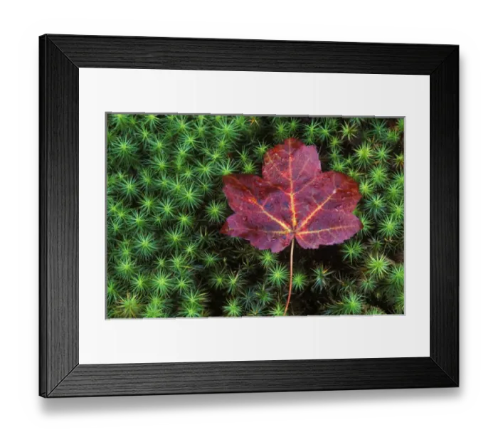 Framed Print : Sugar Maple Leaf on Moss, Lookout Mt. GA, USA