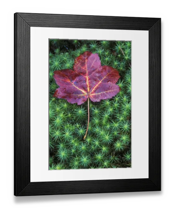 Framed Print : Sugar Maple Leaf on Moss, Lookout Mt. GA, USA