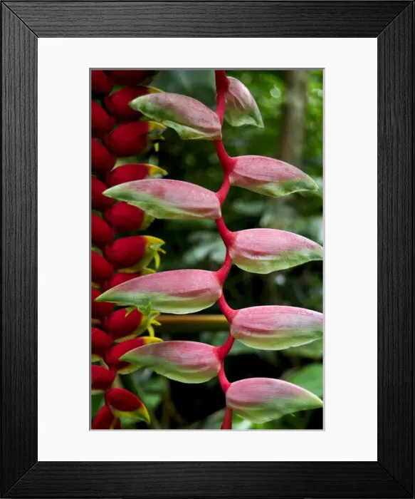 Framed Print : Heleconia flowers on the Big Island of Hawaii Framed Print : Heleconia flowers on the Big Island of Hawaii