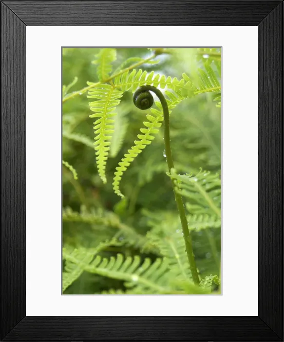 Framed Print : File Name : DSC_0283. NEF Date Taken : 2002  /  06  /  12 08: 19: 49
