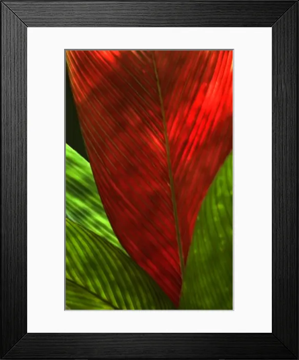 Framed Print : File Name : DSC_0320. NEF Date Taken : 2002  /  03  /  03 15: 06: 05 Image Size
