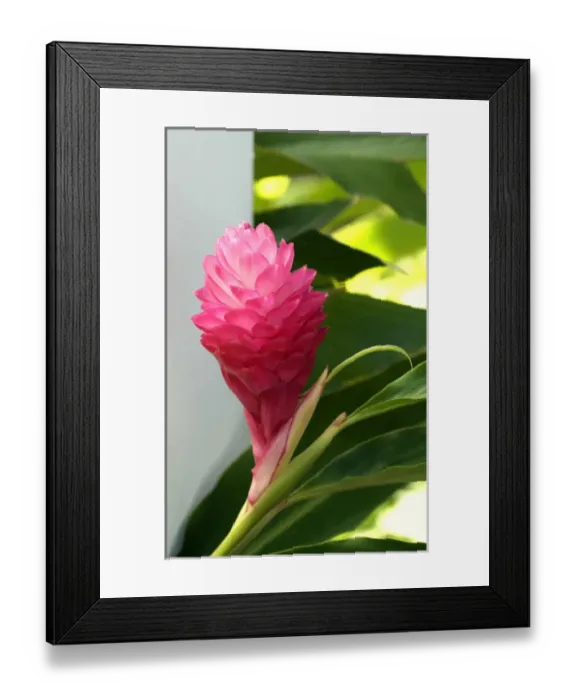 Framed Print : Pink Ginger Flower, Pearl City, Hawaii Framed Print : Pink Ginger Flower, Pearl City, Hawaii