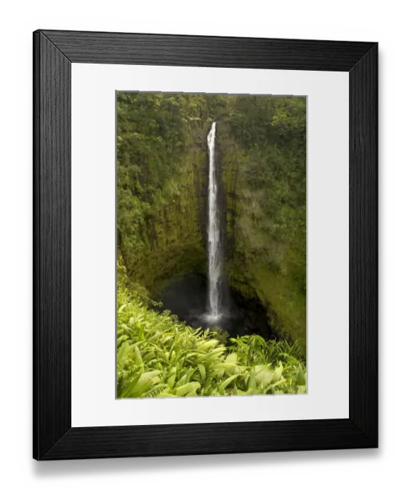 Framed Print : Akaka Falls, north of Hilo, on the Big Island of Hawaii Framed Print : Akaka Falls, north of Hilo, on the Big Island of Hawaii