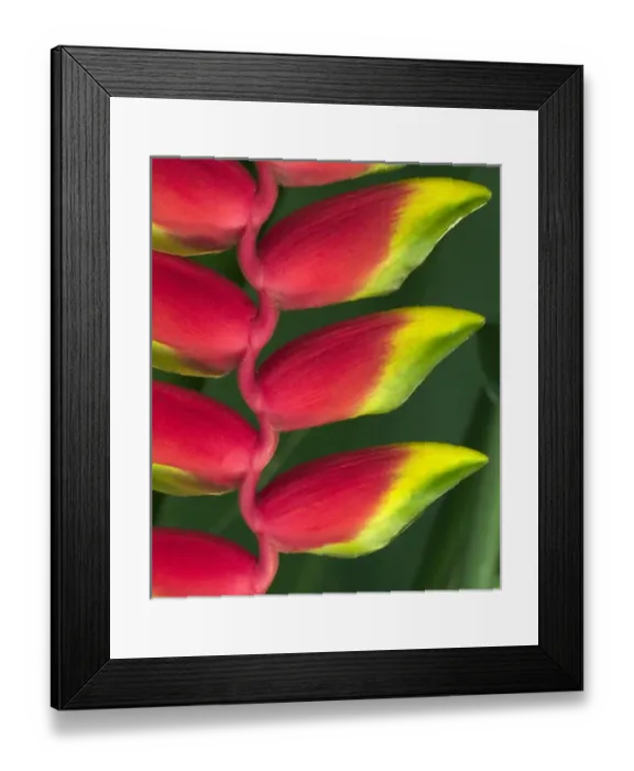 Framed Print : Heleconia at Foster Botanical Garden, Honolulu, Hawaii Framed Print : Heleconia at Foster Botanical Garden, Honolulu, Hawaii