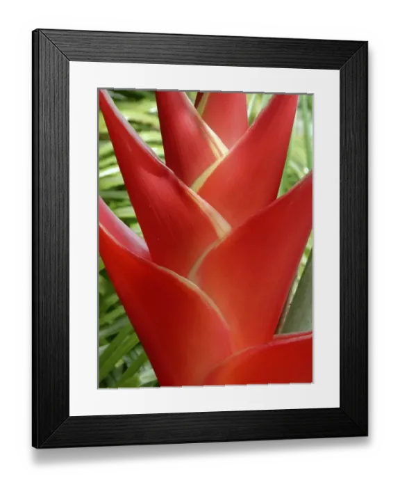 Framed Print : Red Heleconia flower on West Maui, Hawaii Framed Print : Red Heleconia flower on West Maui, Hawaii