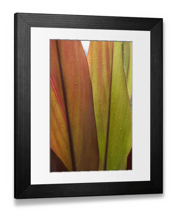 Framed Print : Ti Leaves after a morning rain. Hoomaluhia Botanical Garden, Kaneohe, Oahu, Hawaii