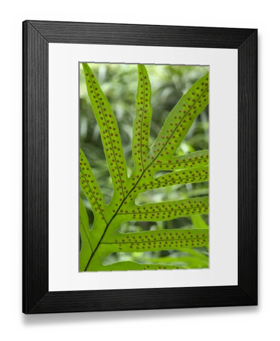 Framed Print : Fern leaf underside at Hoomaluhia Botanical Garden, Kaneohe, Oahu, Hawaii Framed Print : Fern leaf underside at Hoomaluhia Botanical Garden, Kaneohe, Oahu, Hawaii