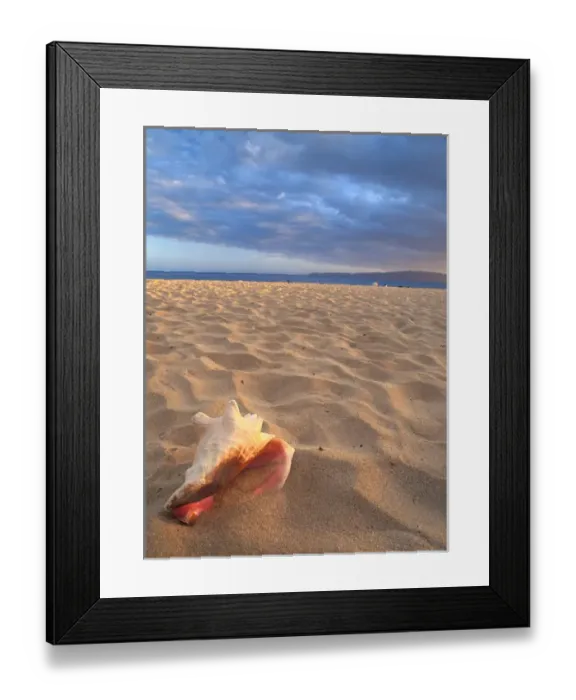 Framed Print : NA, USA, Hawaii, southern Maui, conch shell on dry sand