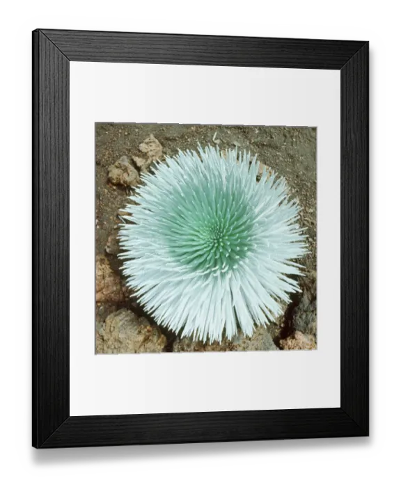 Framed Print : Single Silversword plant Framed Print : Single Silversword plant