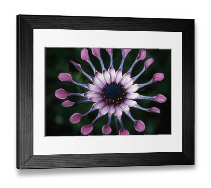 Framed Print : USA, Hawaii, Maui. Close-up of spoon daisy or Nasinga Purple flower(Osteospermum)