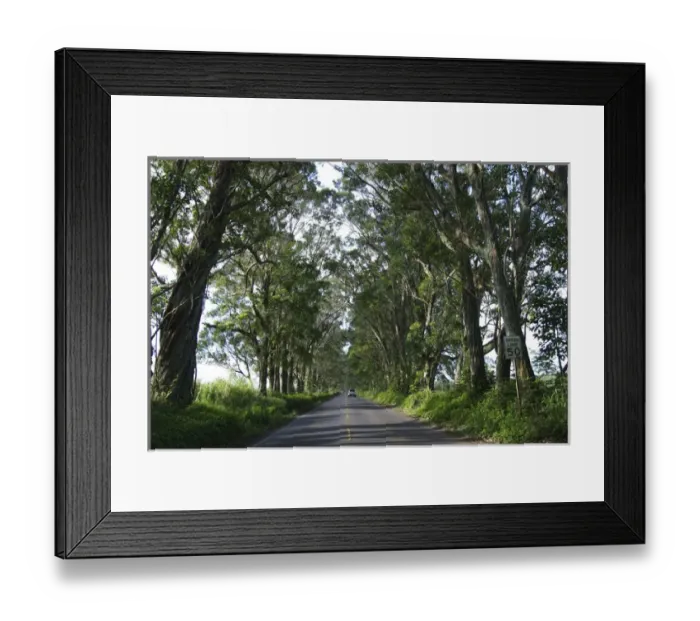 Framed Print : Pacific Ocean, Hawaii, Kauai, USA. The Tunnel of Trees near Koloa Framed Print : Pacific Ocean, Hawaii, Kauai, USA. The Tunnel of Trees near Koloa