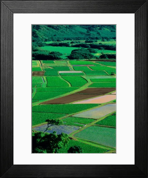 Framed Print : Agriculture in Hanalei Kauai, Hawaii. hawaii, south pacific, island, polynesian Framed Print : Agriculture in Hanalei Kauai, Hawaii. hawaii, south pacific, island, polynesian
