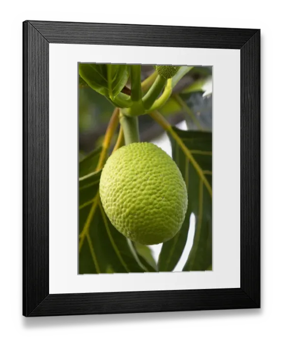 Framed Print : Breadfruit on a tree on the Big Island of Hawaii Framed Print : Breadfruit on a tree on the Big Island of Hawaii