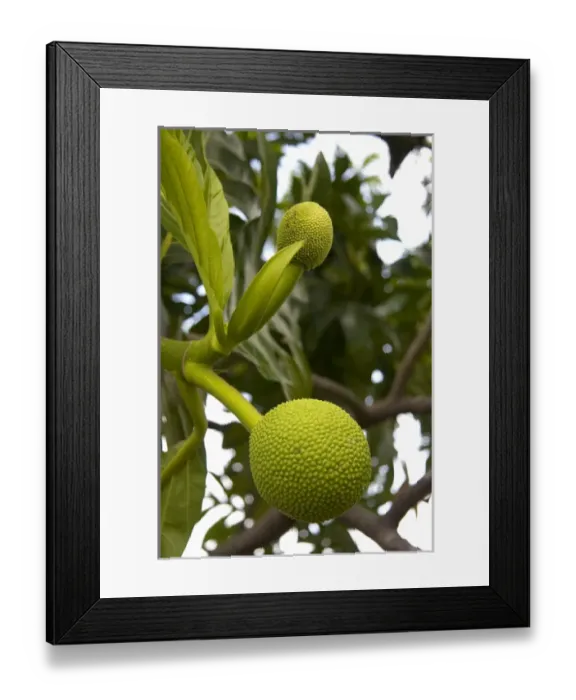 Framed Print : Breadfruit growing on a tree on the Big Island of Hawaii Framed Print : Breadfruit growing on a tree on the Big Island of Hawaii