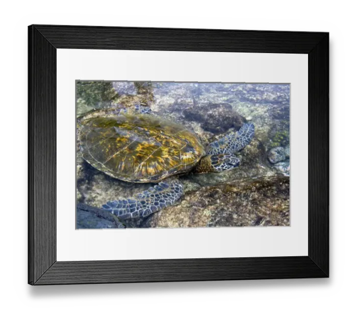 Framed Print : Hawaiian Green Sea Turtle in a tidal pool on the Island of Hawaii Framed Print : Hawaiian Green Sea Turtle in a tidal pool on the Island of Hawaii