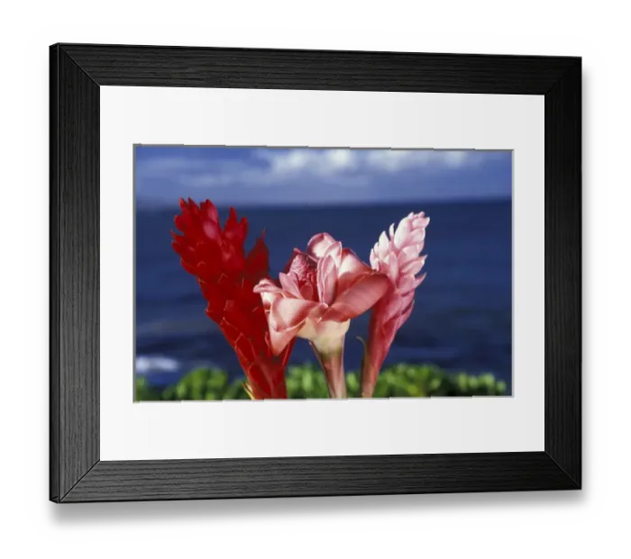 Framed Print : N. A. USA, Hawaii, Maui Ginger flowers Framed Print : N. A. USA, Hawaii, Maui Ginger flowers