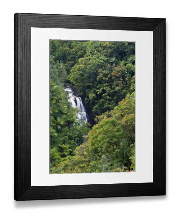 Framed Print : Tropical rainforest near Hilo on the Big Island of Hawaii Framed Print : Tropical rainforest near Hilo on the Big Island of Hawaii