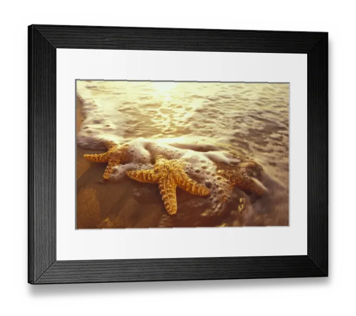 Framed Print : NA, USA, Hawaii, Maui, Makena Beach Starfish and surf Framed Print : NA, USA, Hawaii, Maui, Makena Beach Starfish and surf